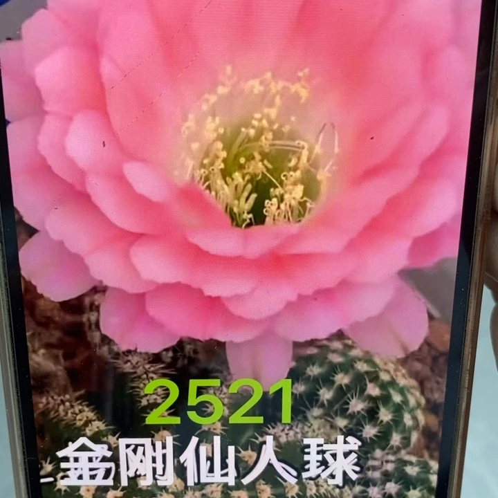 金刚2521侧芽3公分左右