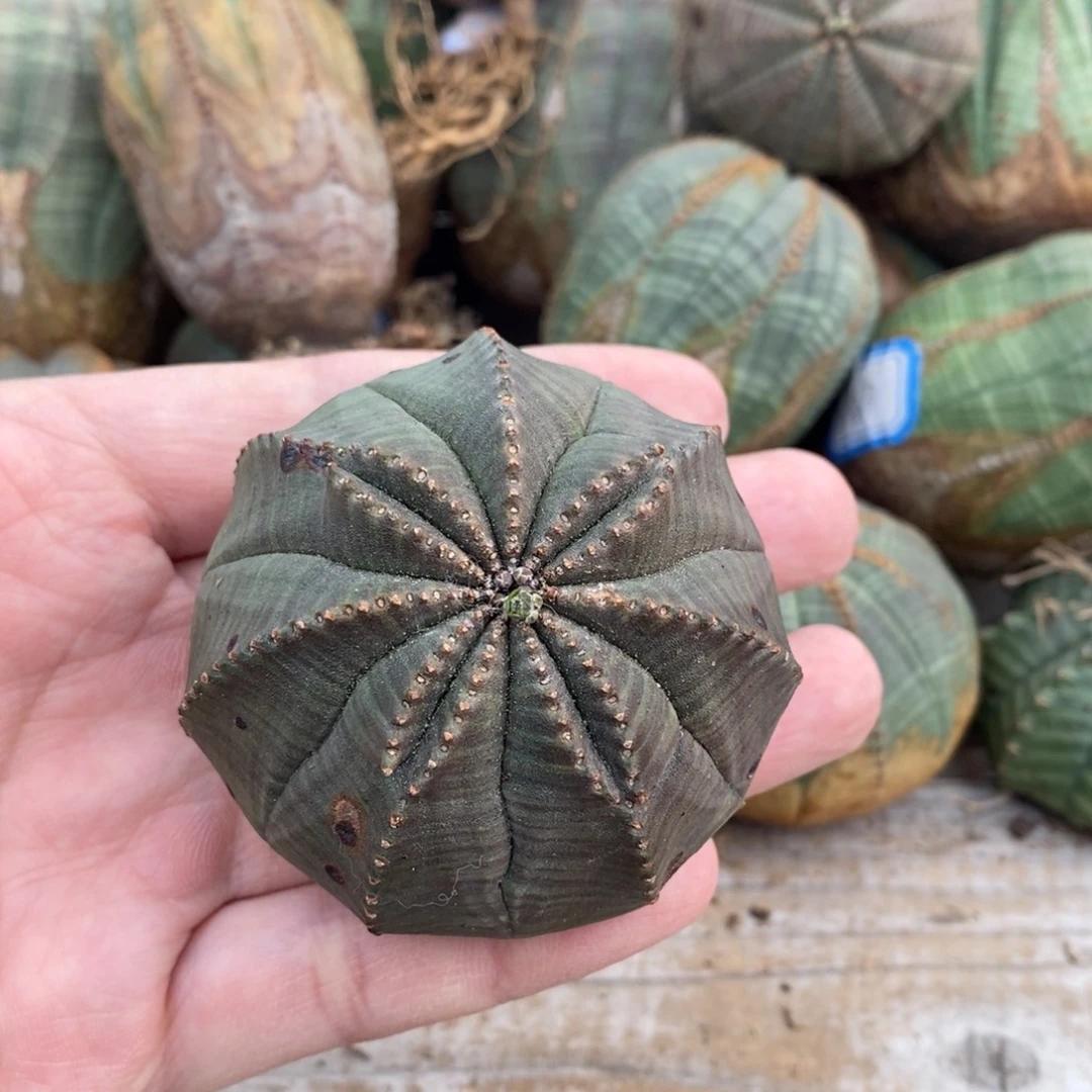 4 欧系实生布纹球多肉植物