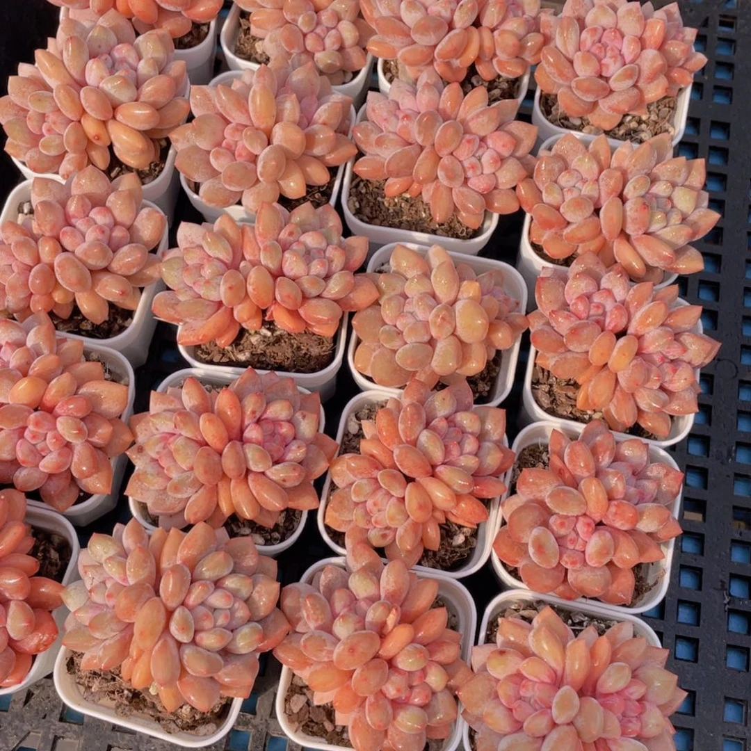 量拍38号肥胖粉透半xia双头一个