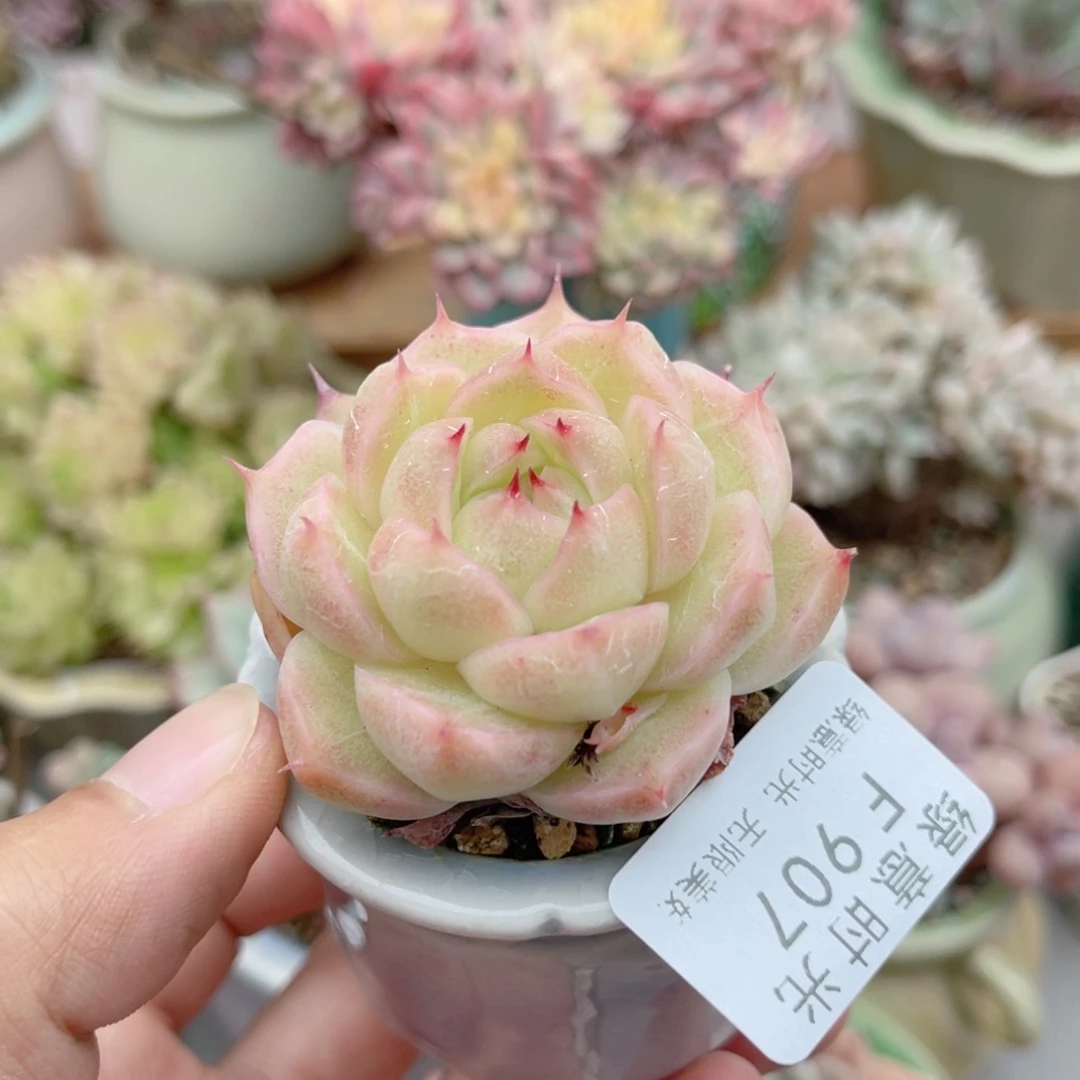 907 珍妮麦秆 带陶瓷盆发货 一物一拍