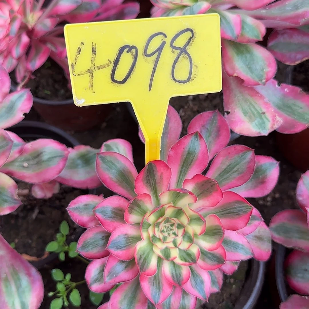 4098---爱丽丝多头