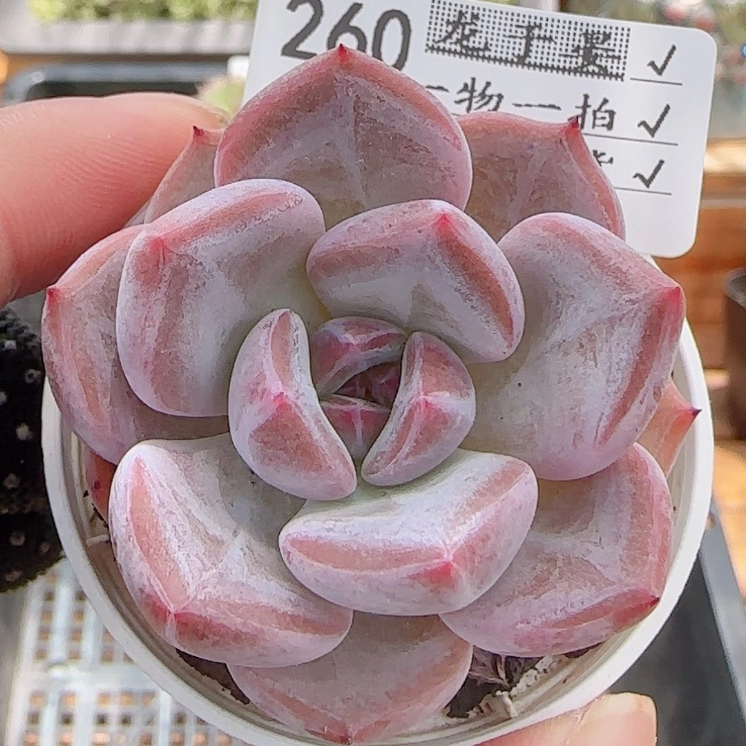 多肉0803-260暗纹暗纹