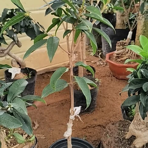 满***色完全开放四季桂花月