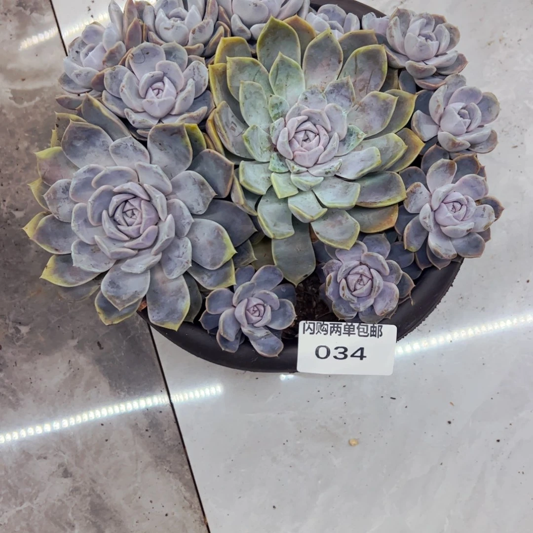 雅***雅多肉植物组合盆栽34