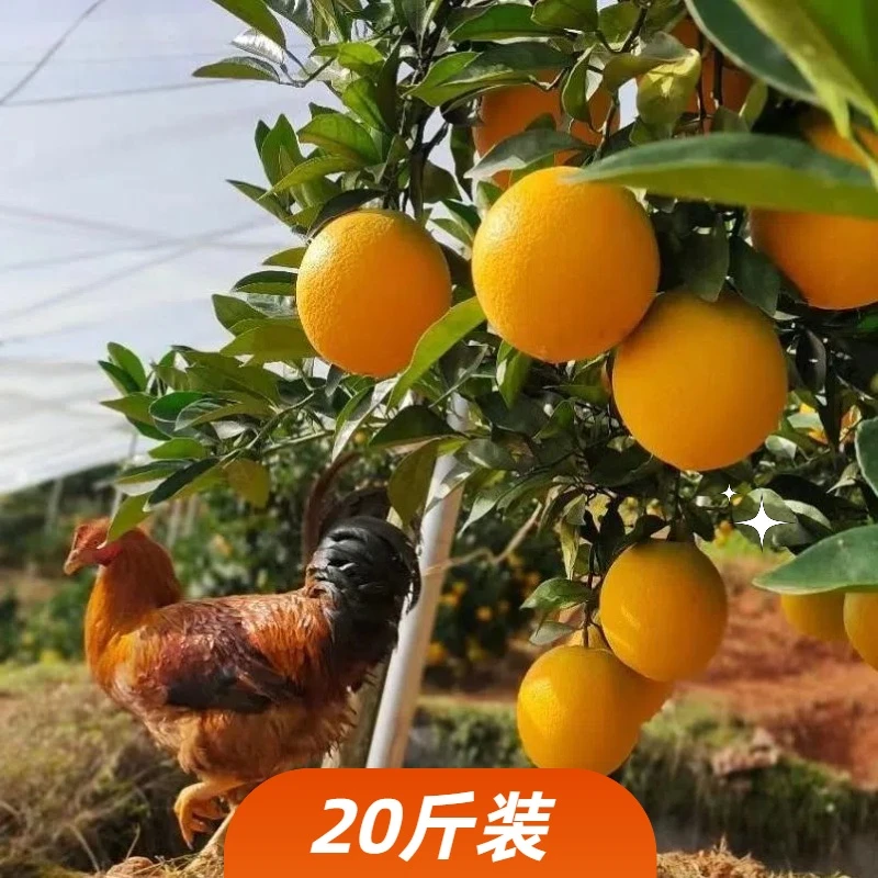 【京东专送】正宗赣南脐橙信丰脐橙/果园现摘现发甜而不腻20斤装