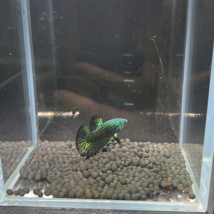 斗鱼泰国原斗344号