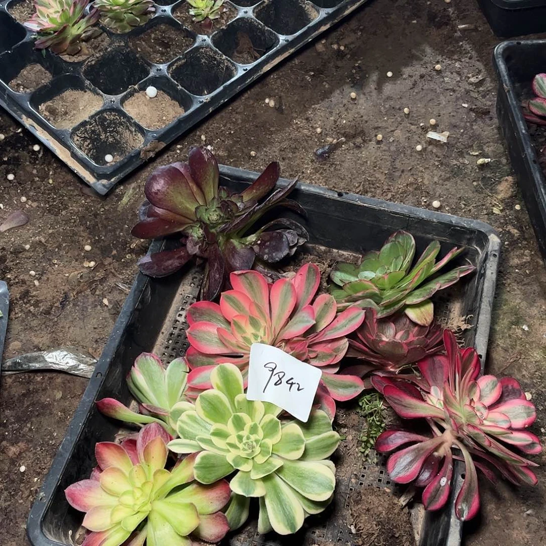 多肉法师锦9842，