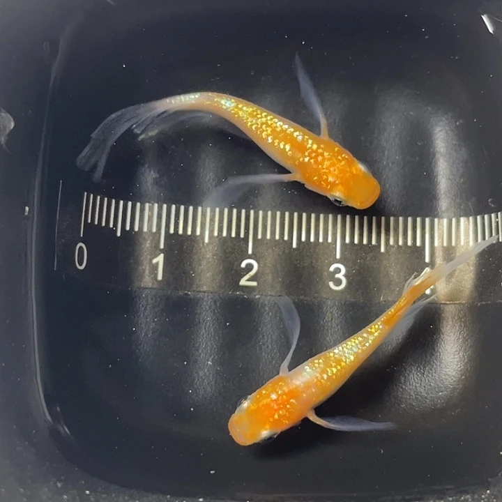 青鳉鱼王翔华一对