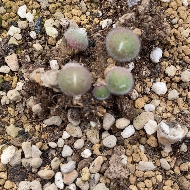 史蒂芬尼毛球单头一颗