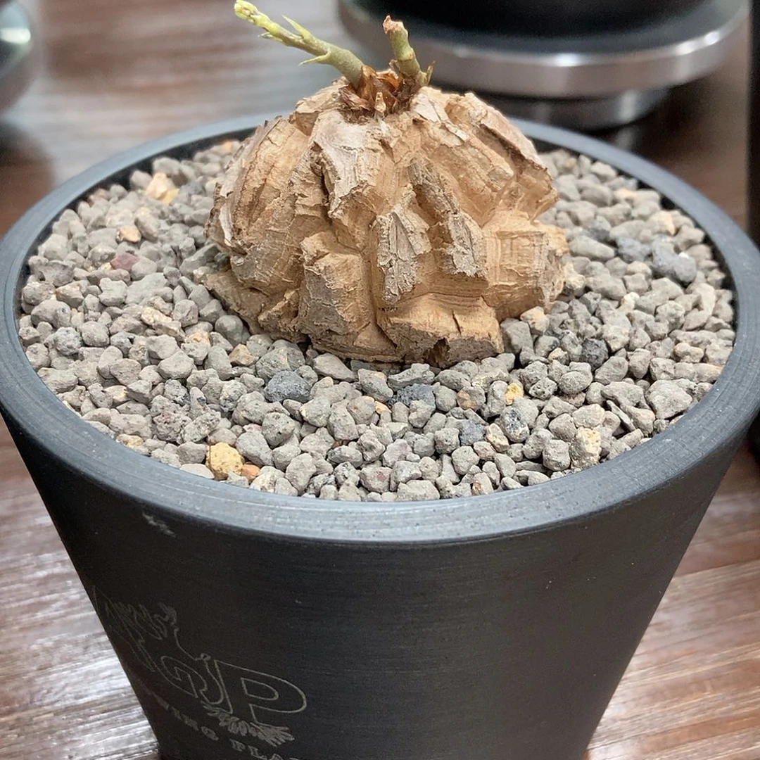 龟甲龙小精品带盆包邮
