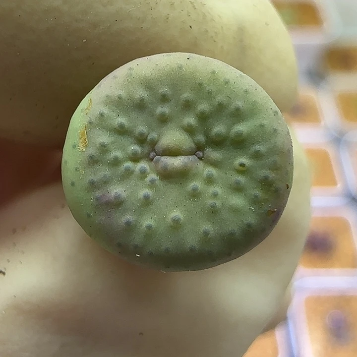 202园艺奶油嘴福利