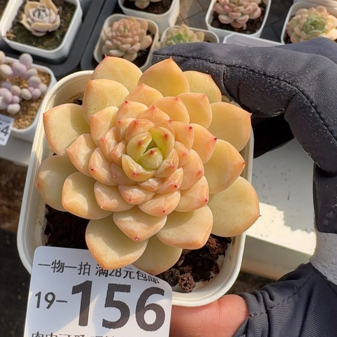 冰魄无盆土发货无盆