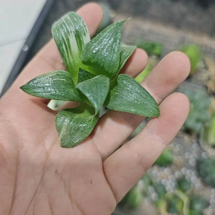 一物一拍，寿锦！！！