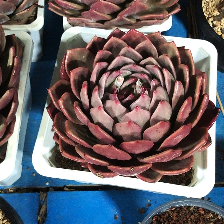 酒红香槟多肉植物