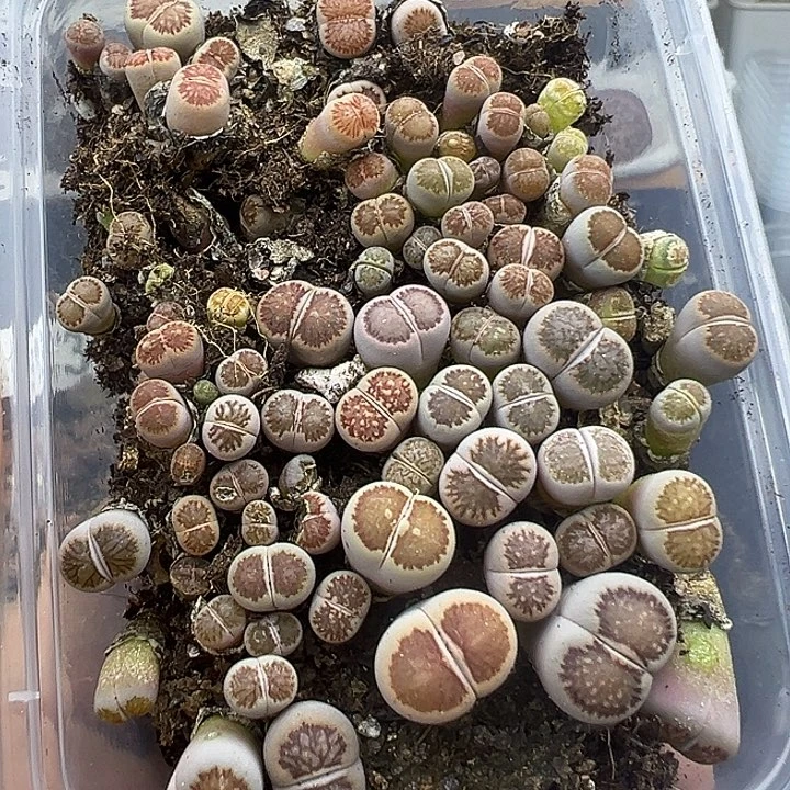 516尺寸很小颜值很高福利