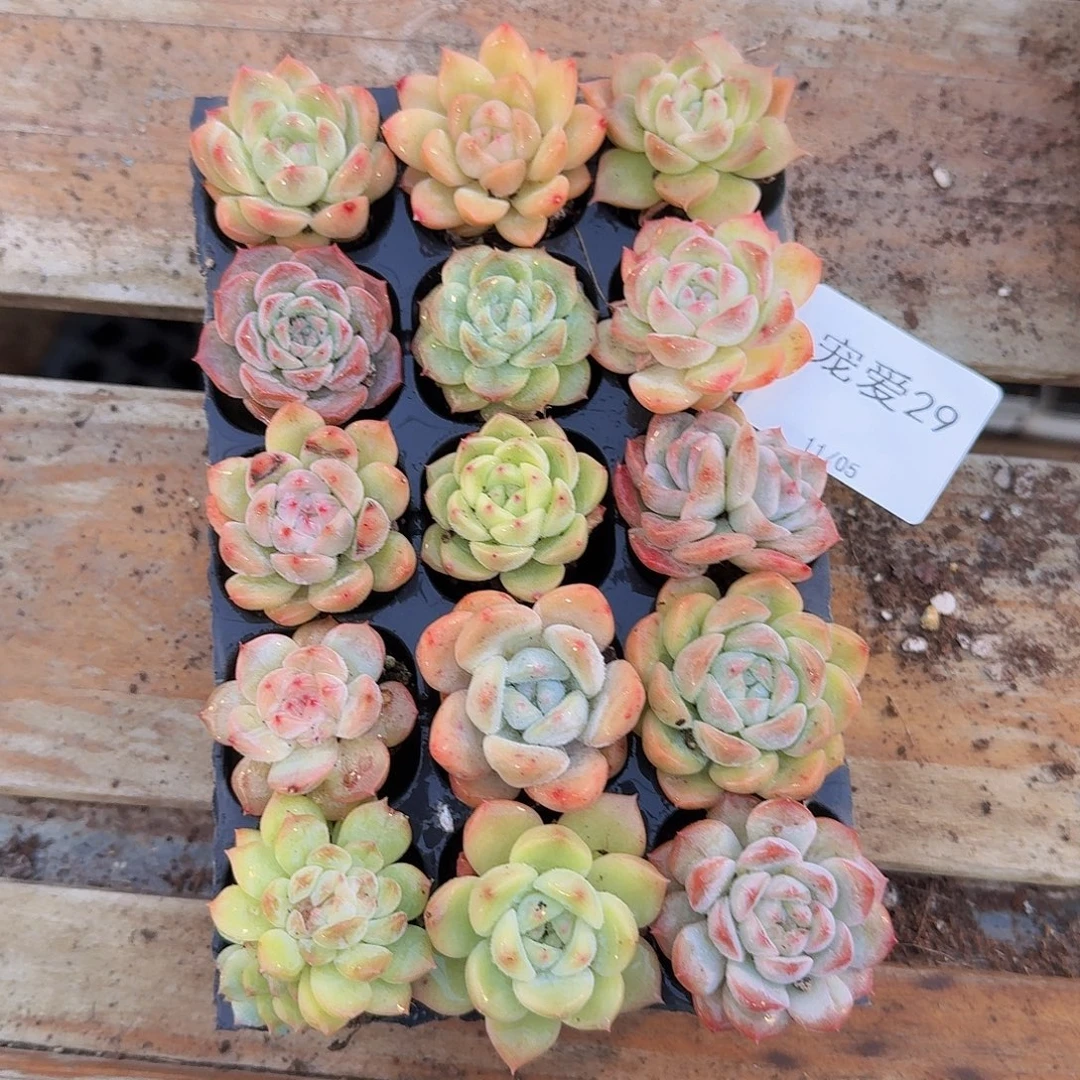 直播福利一物一拍29