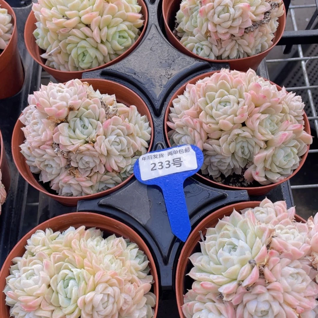 233号 全状态樱花白月影多头群一个