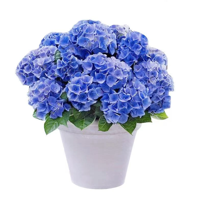 大花绣球盆栽多季节开花庭院室内花卉植物