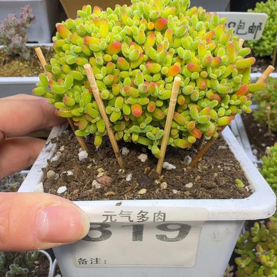 819号蜜桔糖球枝干番杏