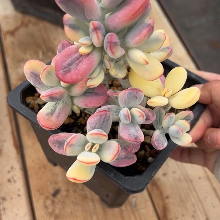 无花朵无砍福娘锦12的盆子