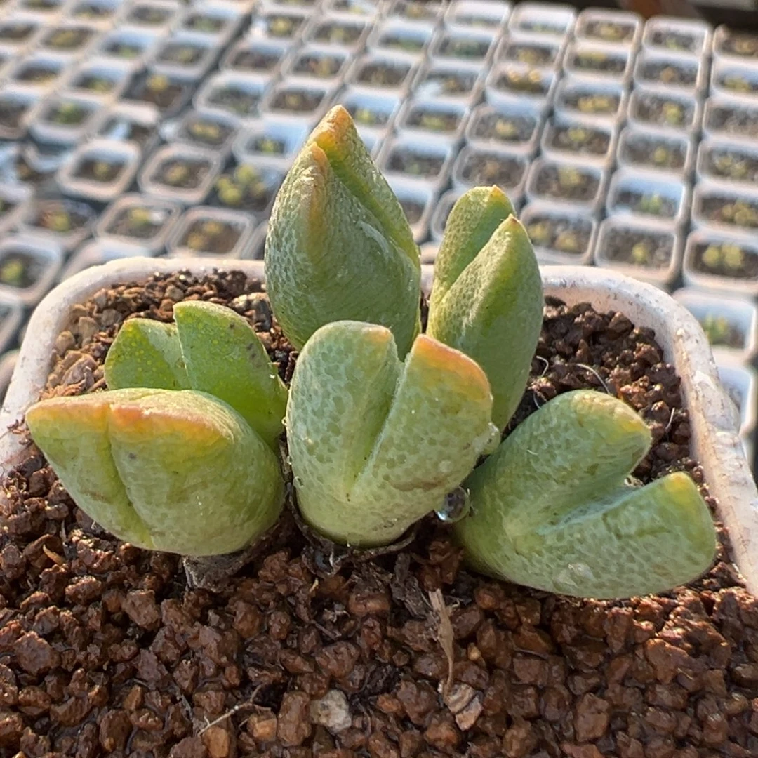 274多肉植物百科植物