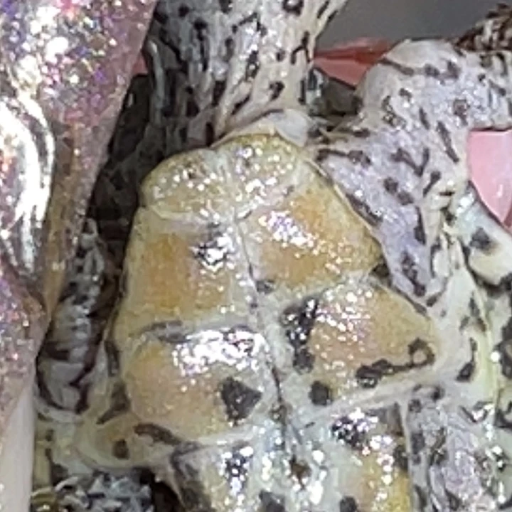 不分公母蛋龟H1全品满头纹黑刀