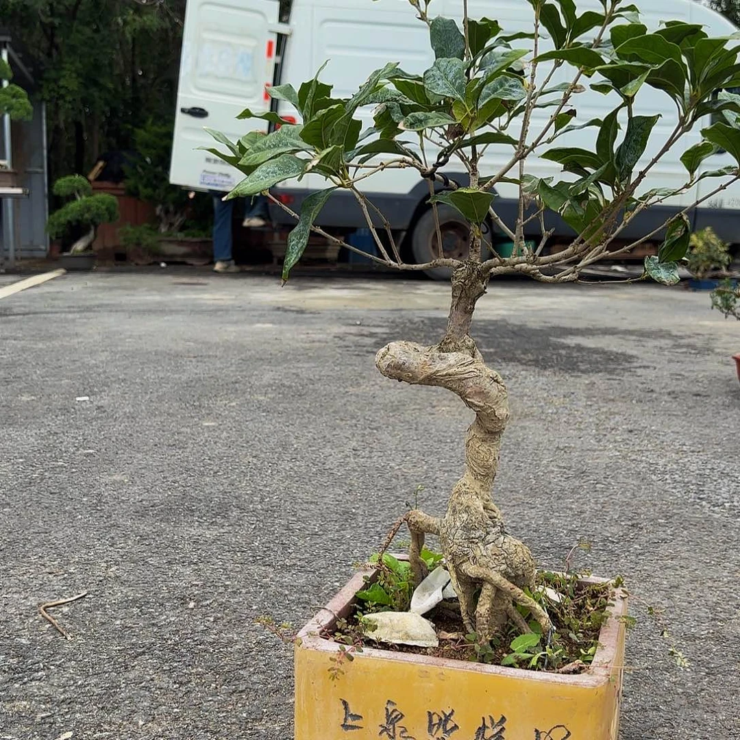 完全开放桂花红双喜盆景不要盆