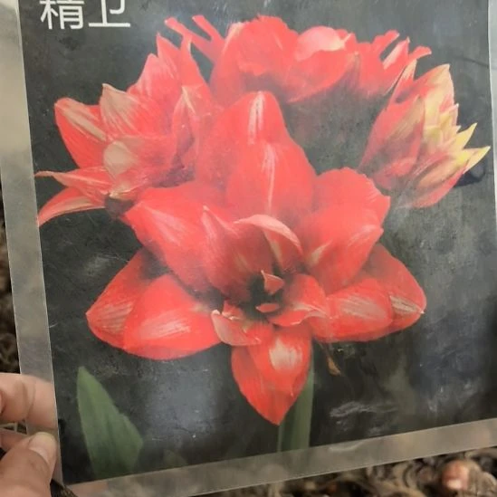 当前无花栽培后可以开花精卫6厘米裸根球