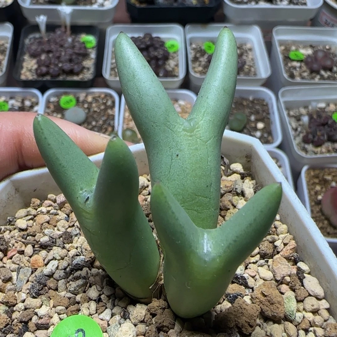 皮卡丘群多肉植物72