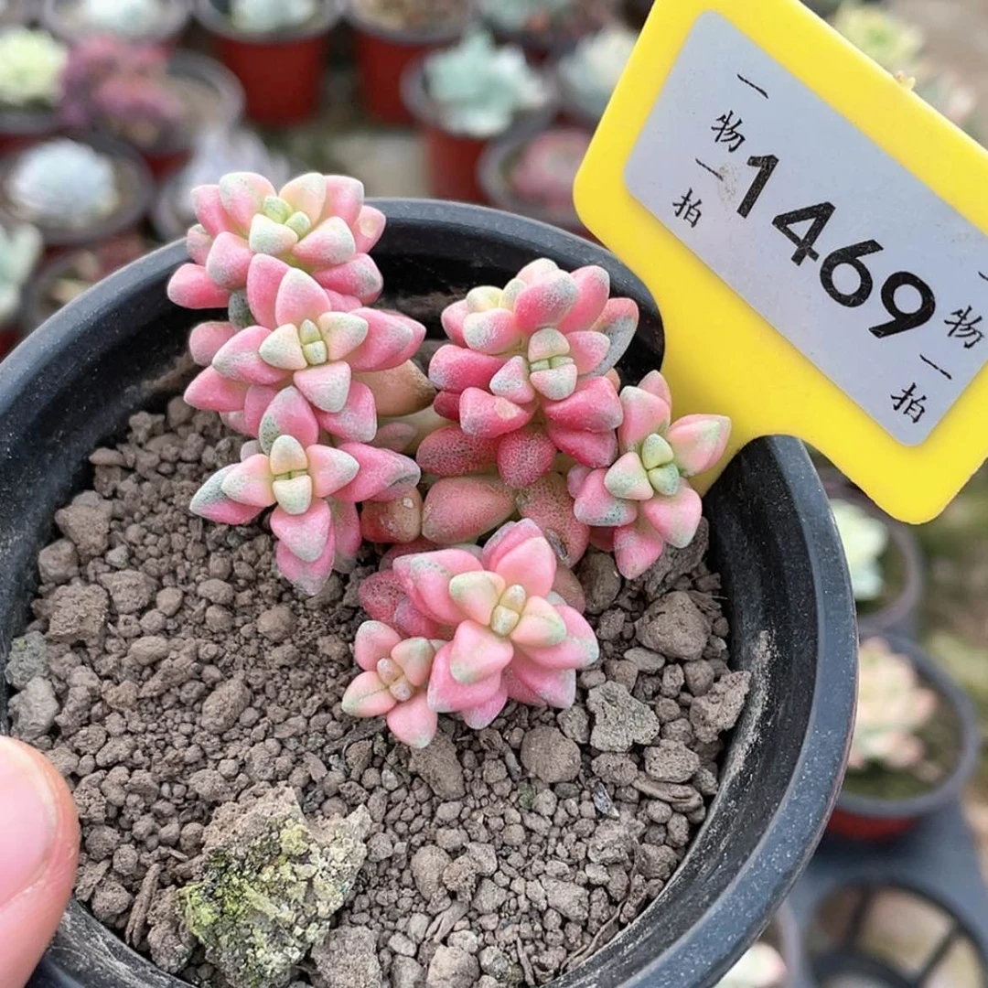 【闪购商品】1469号