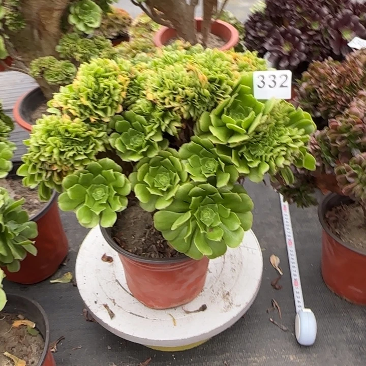 多肉植物绿羊绒经332