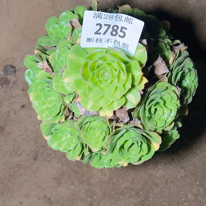 花***爷2785翡翠琉璃多肉植物
