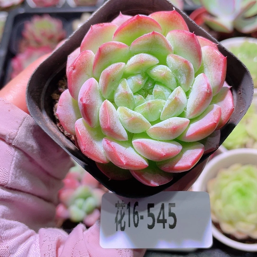 花利美16-545白桃汽水
