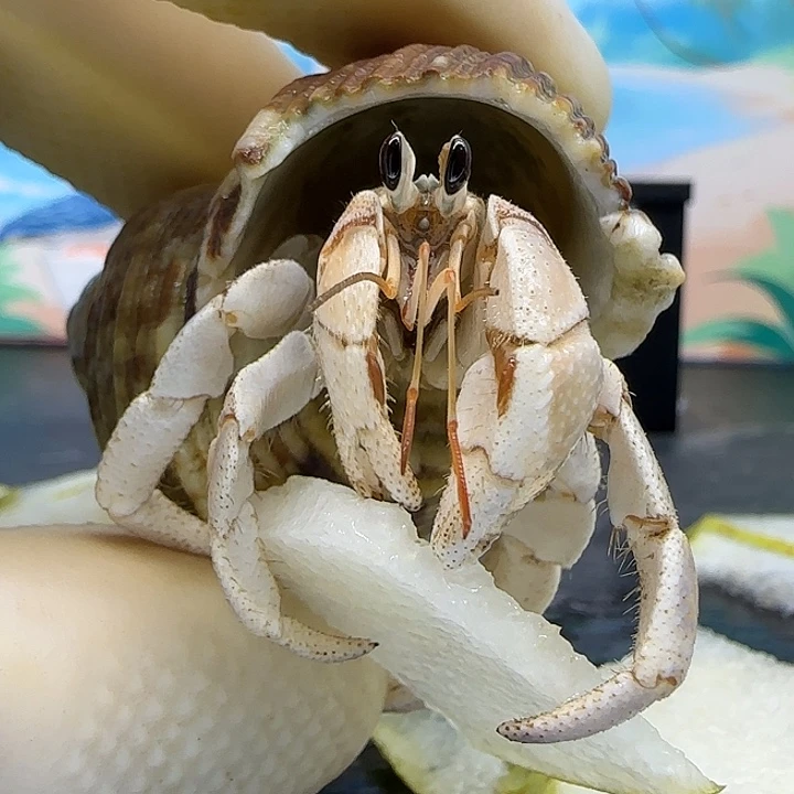 A28灰白1.9cm口径