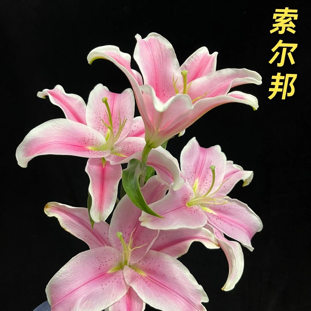 索邦粉百合（单头）   家居花 插花瓶