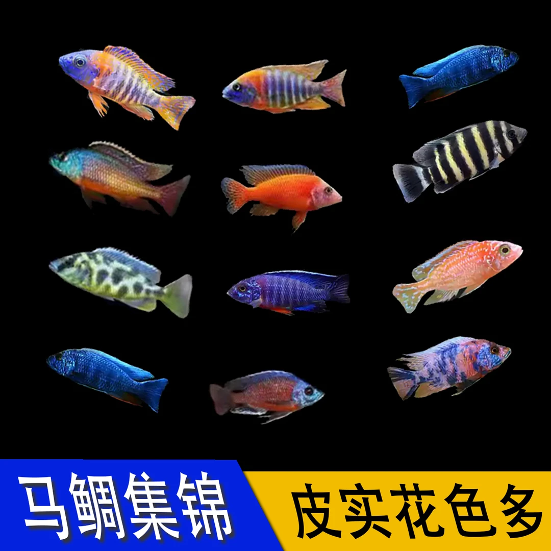 马鲷坦鲷三湖慈鲷鱼OB孔雀血艳红短鲷中小型耐养热带观赏鱼淡水鱼