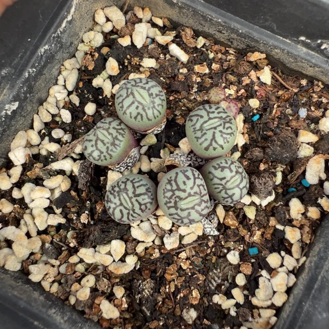 16-117肉锥多肉植物