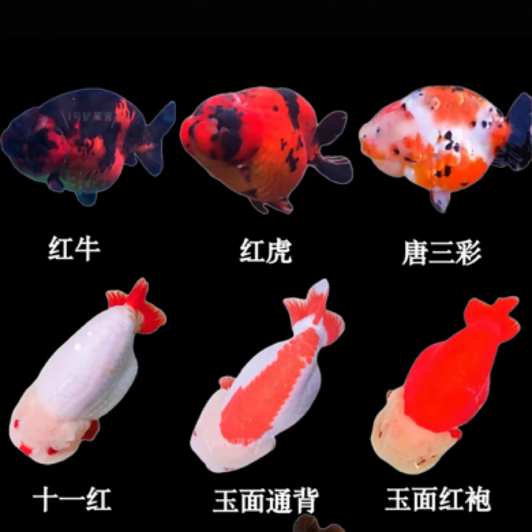 兰寿小金鱼活体淡水观赏鱼4 - 6厘米15条温顺可爱适合新手不指定