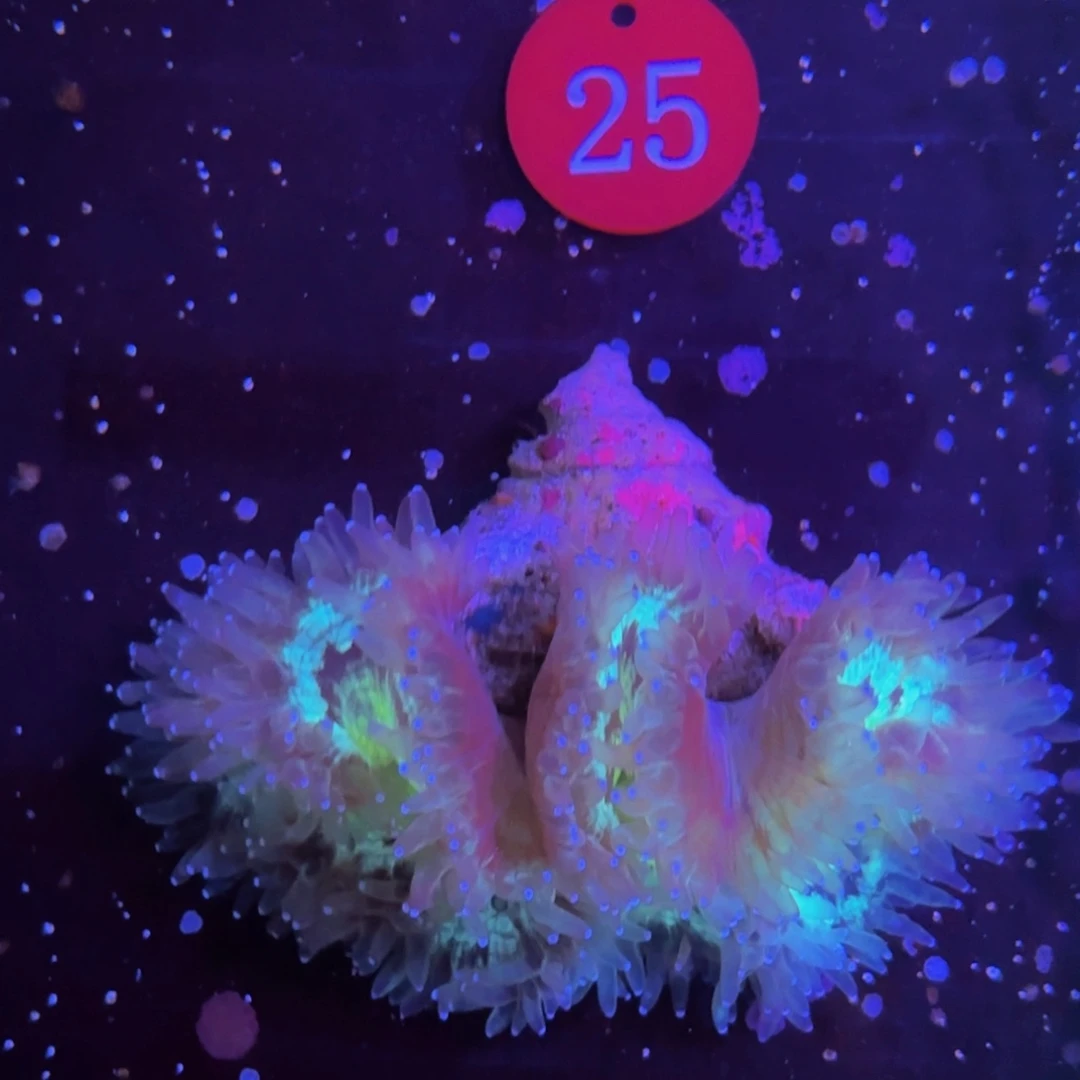 万鱼来朝海水观赏