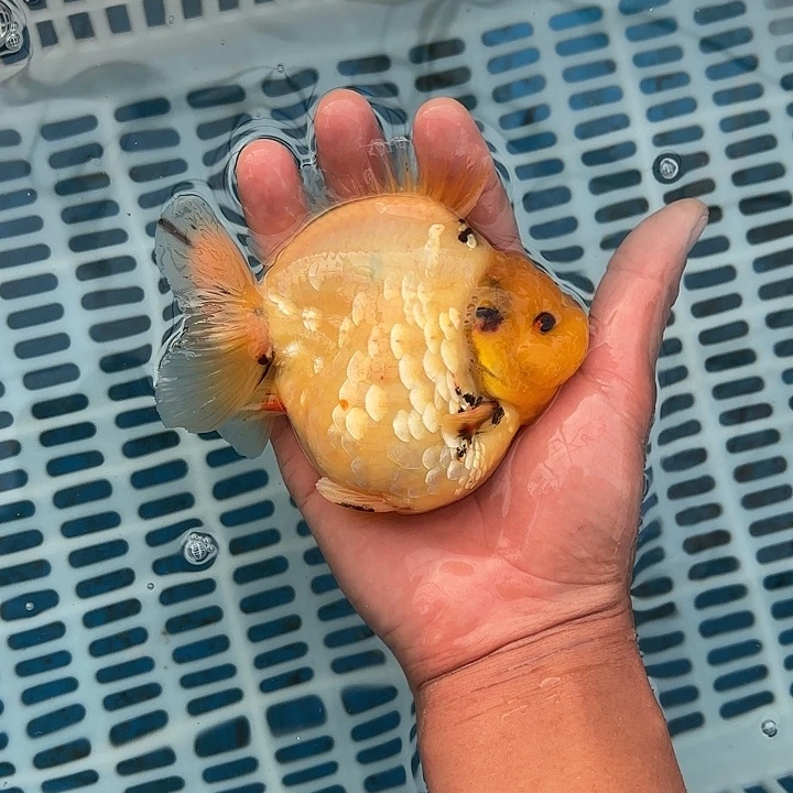 金鱼包邮123456789