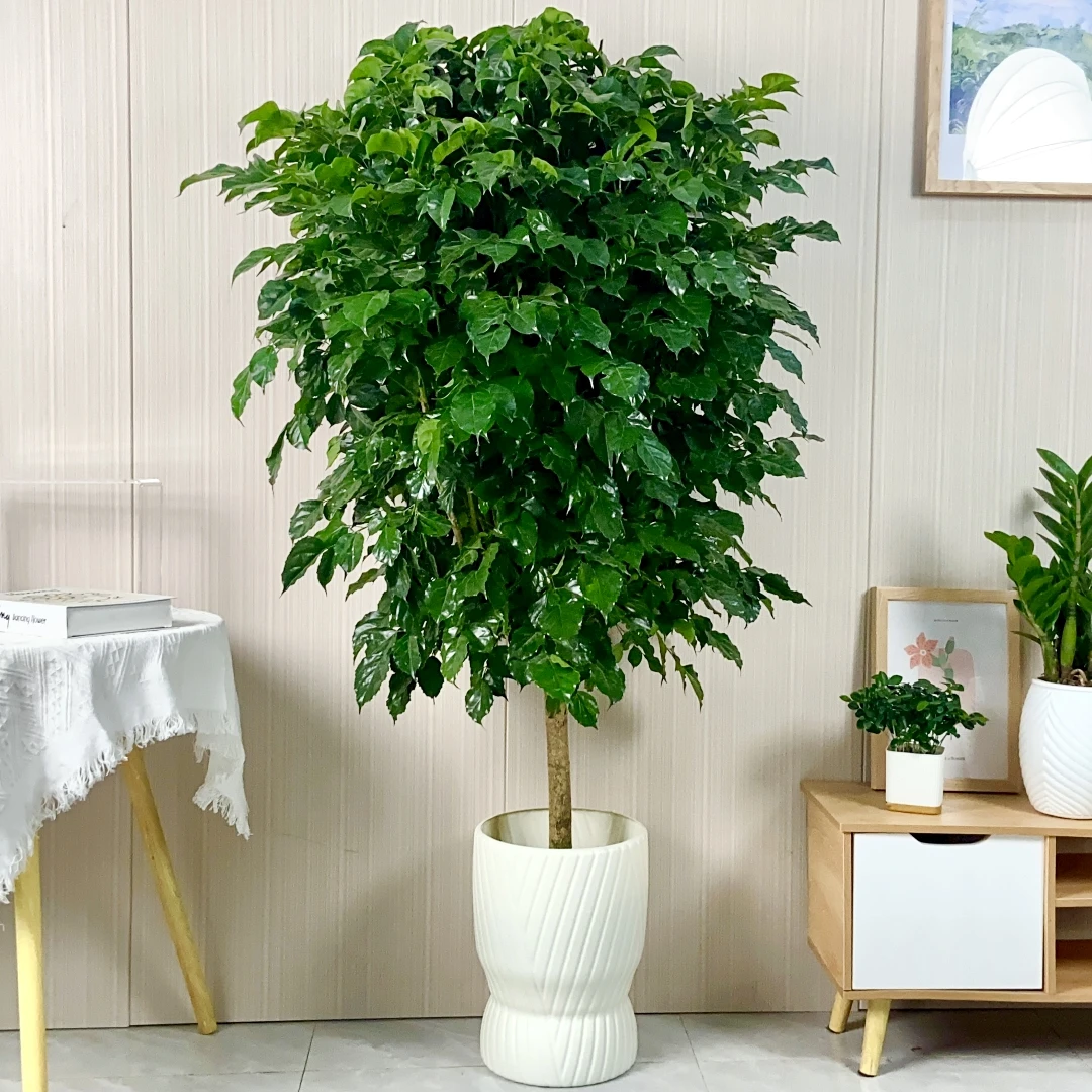 单杆棒棒糖幸福树绿宝美观好养客厅绿植室内易养活办公室带盆