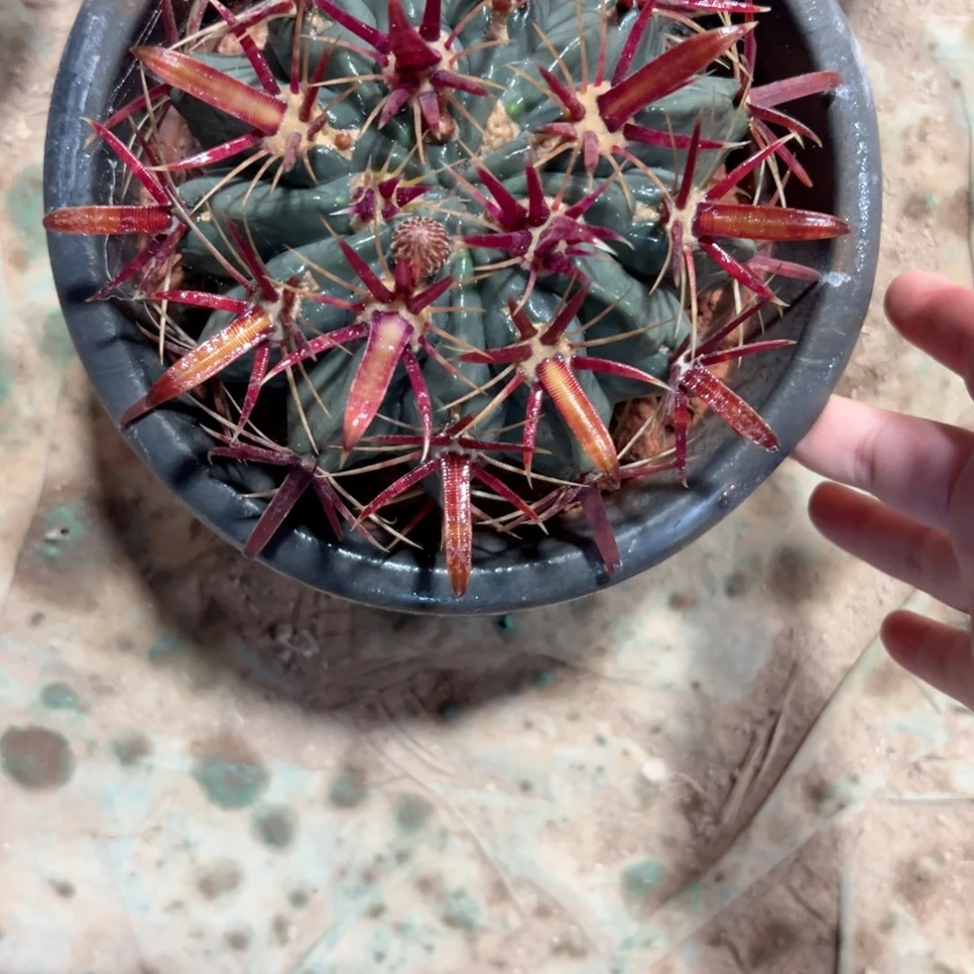 汤***令换补差价哈哈哈哈哈哈