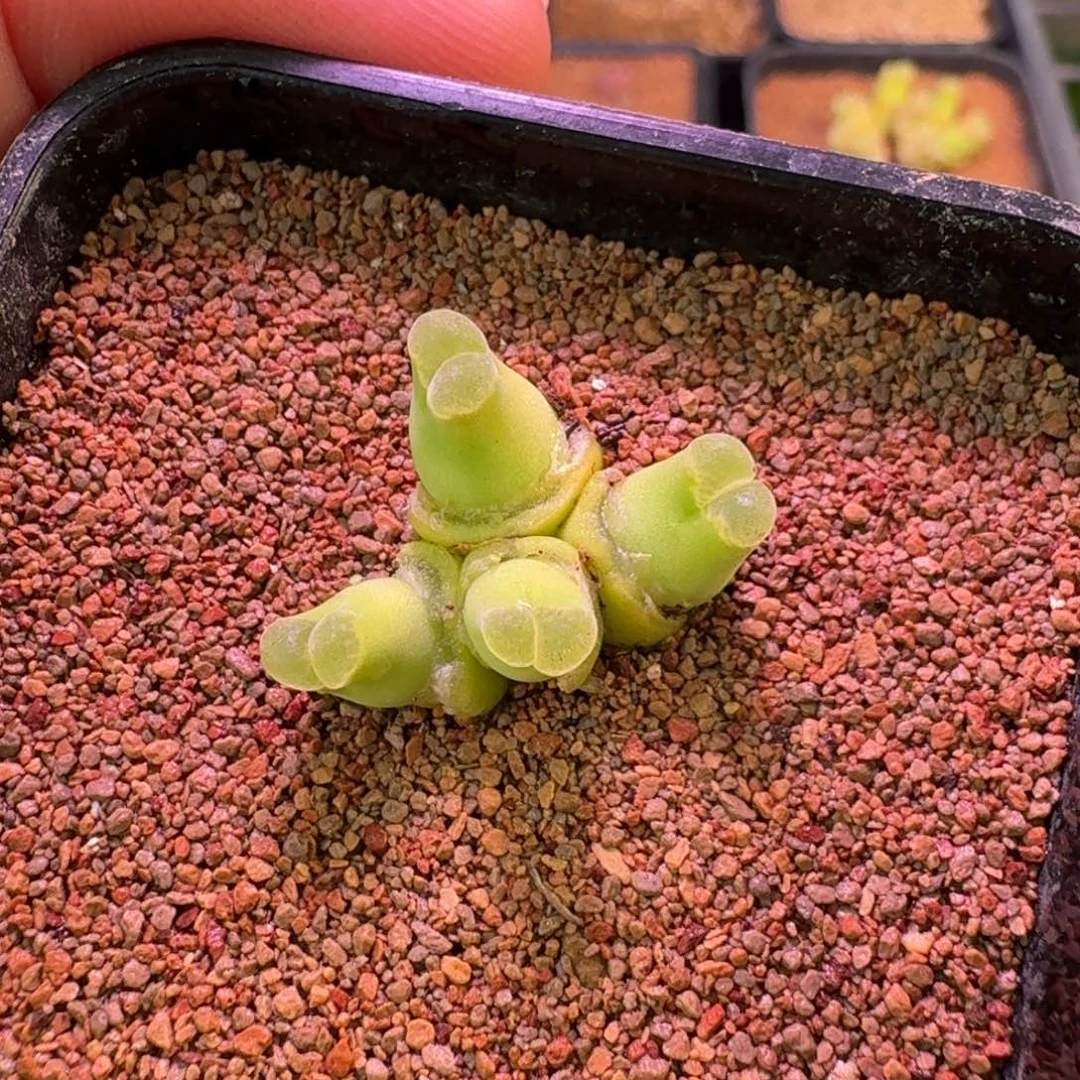 j***L云缦精品番杏22.10粉绒窗佛肚