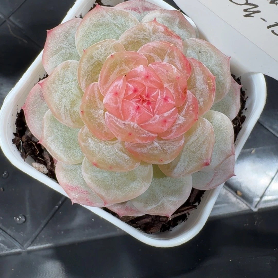 1111-135-芳草一单头