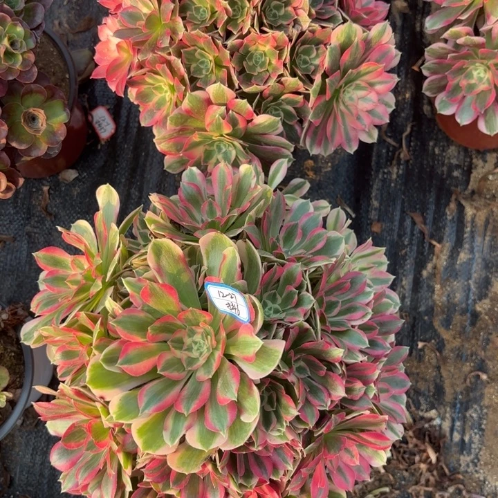 两颗歪多肉法师不包损6