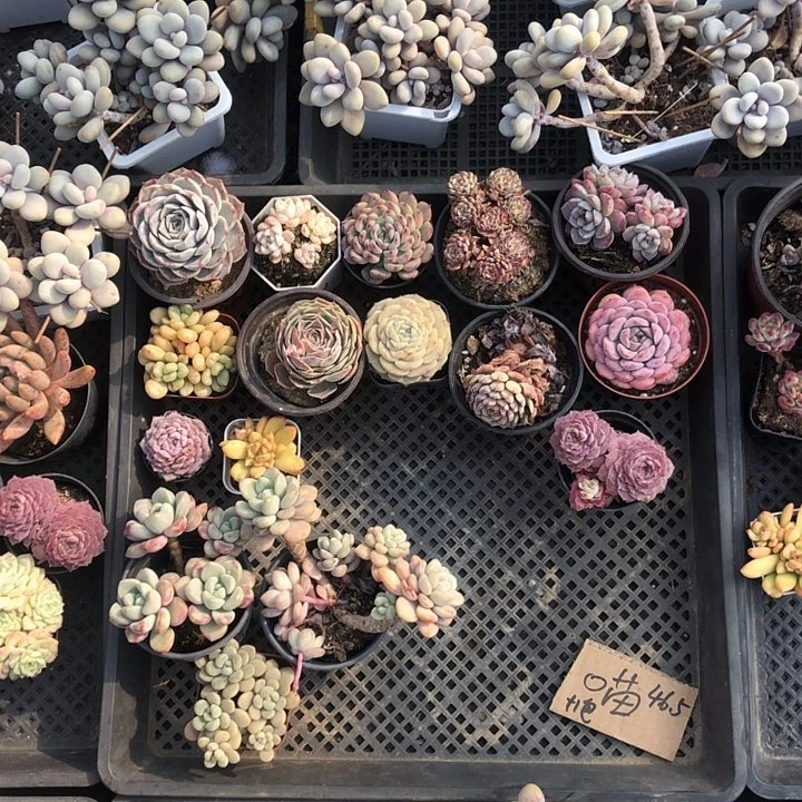 喵喵喵多肉。 山东临沂