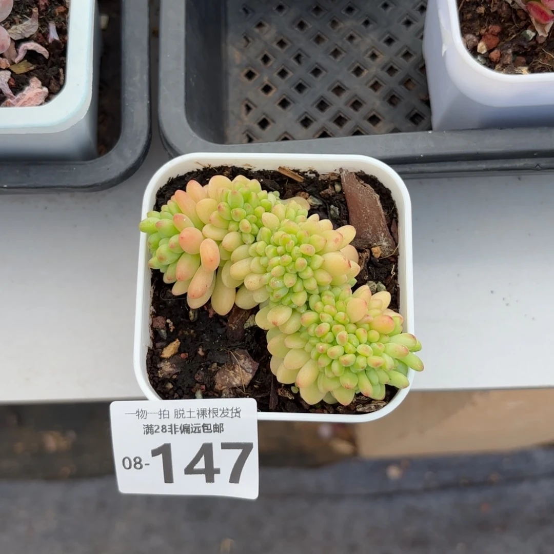 香格里拉缀化多肉多肉