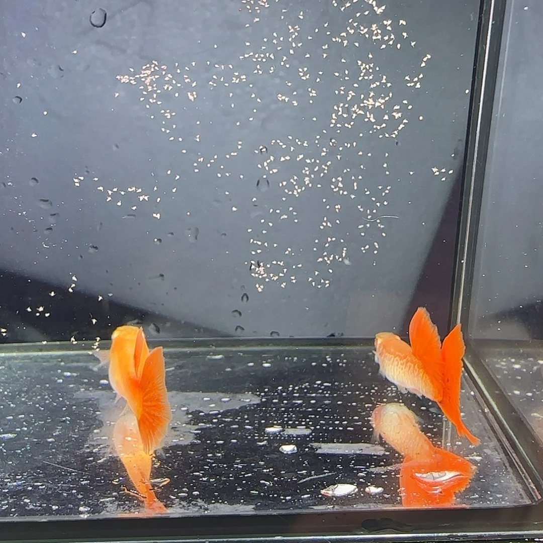 孔雀鱼蛇纹红尾一对