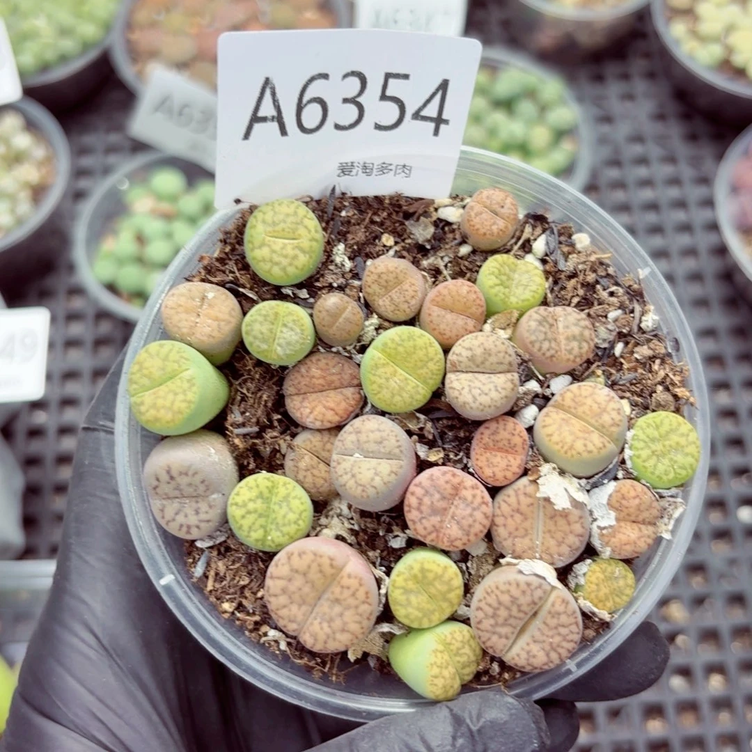 6354—生石花 生石花
