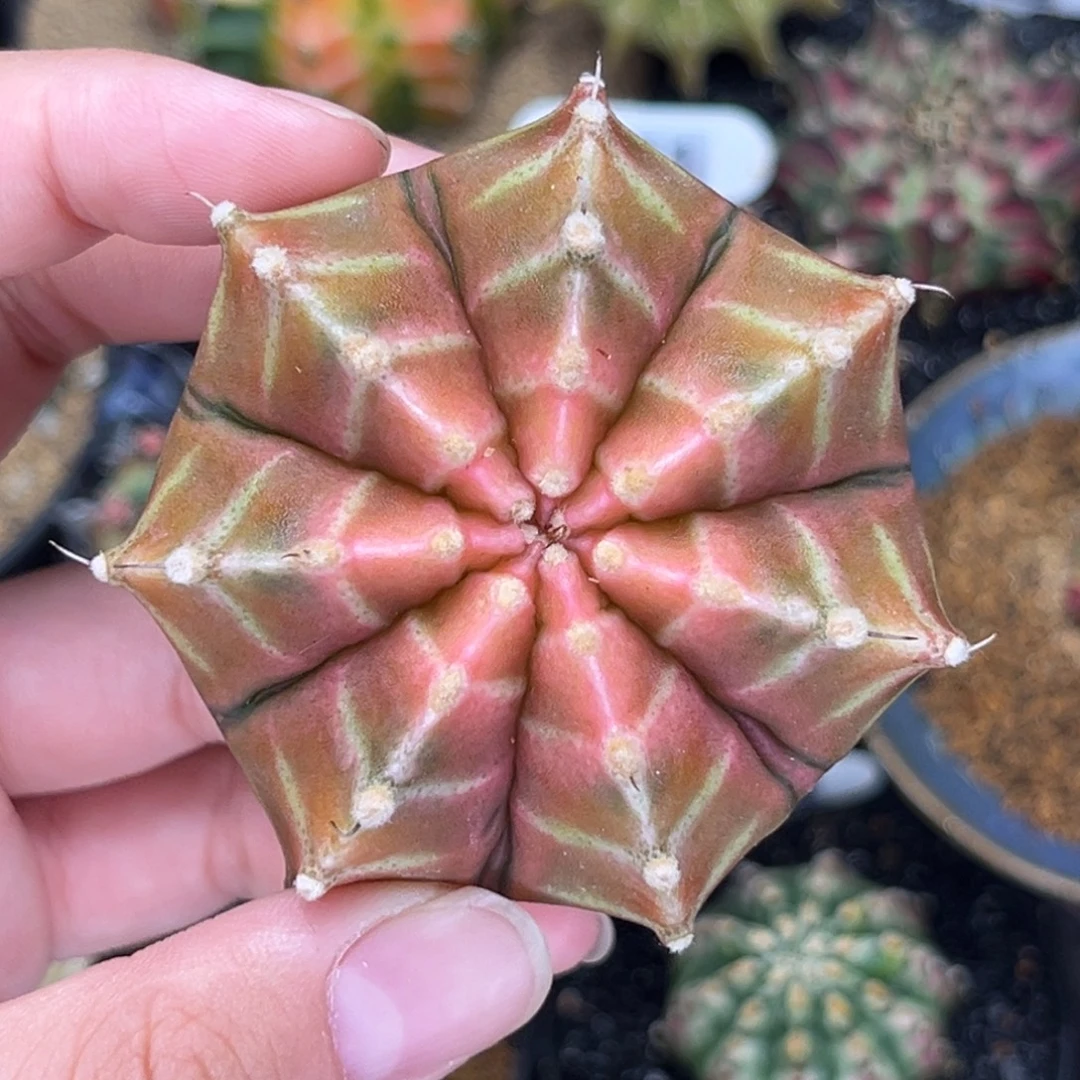 乌贼轮回 米哈仙人球